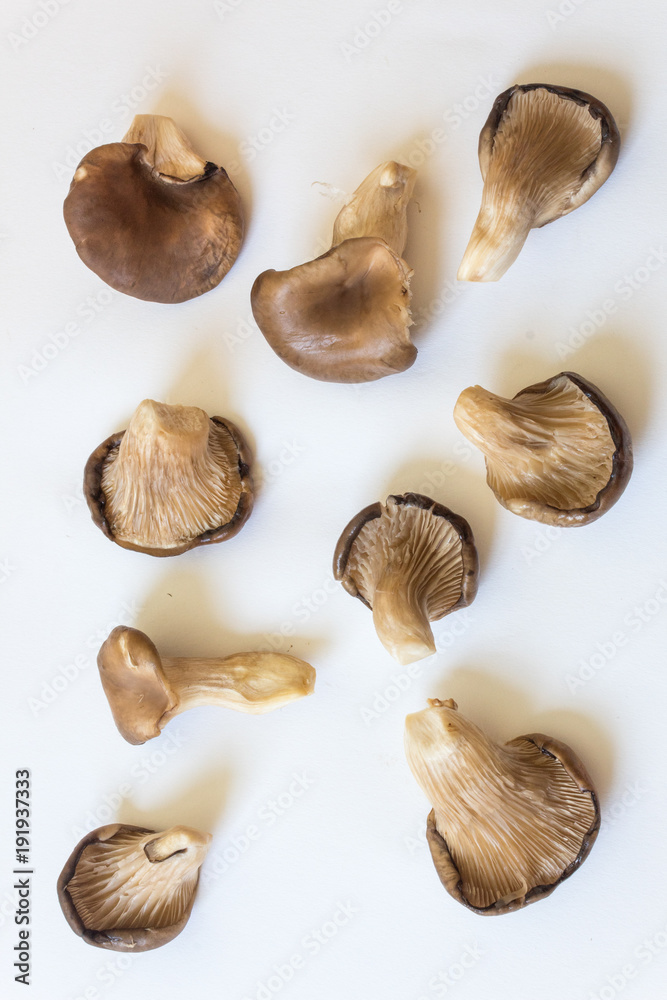 Numerous Pleurotus ostreatus Oyster Mushrooms from many angles, isolated on white, vertical aspect Numerous Pleurotus ostreatus Oyster Mushrooms from many angles, isolated on white, vertical aspect