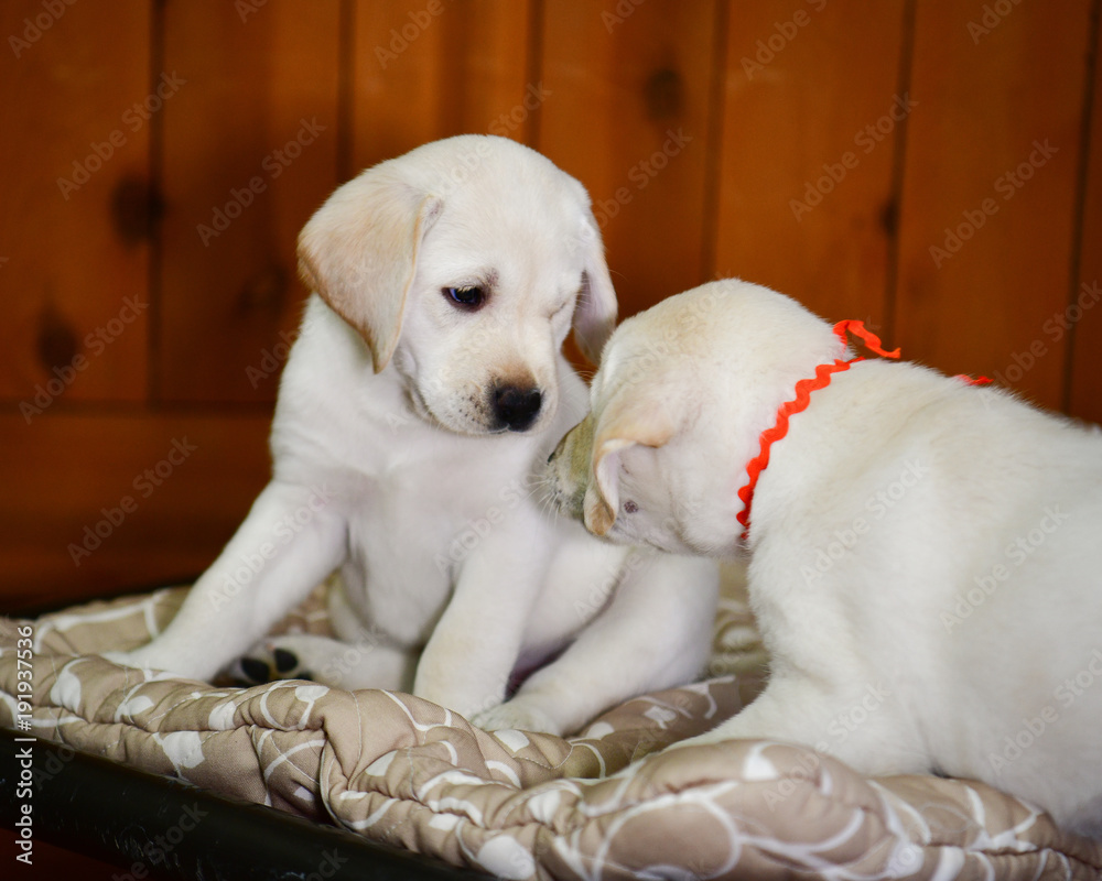 Seven week old Yellow Labrador Retriever playing and relaxing. Seven week old Yellow Labrador Retriever playing and relaxing.