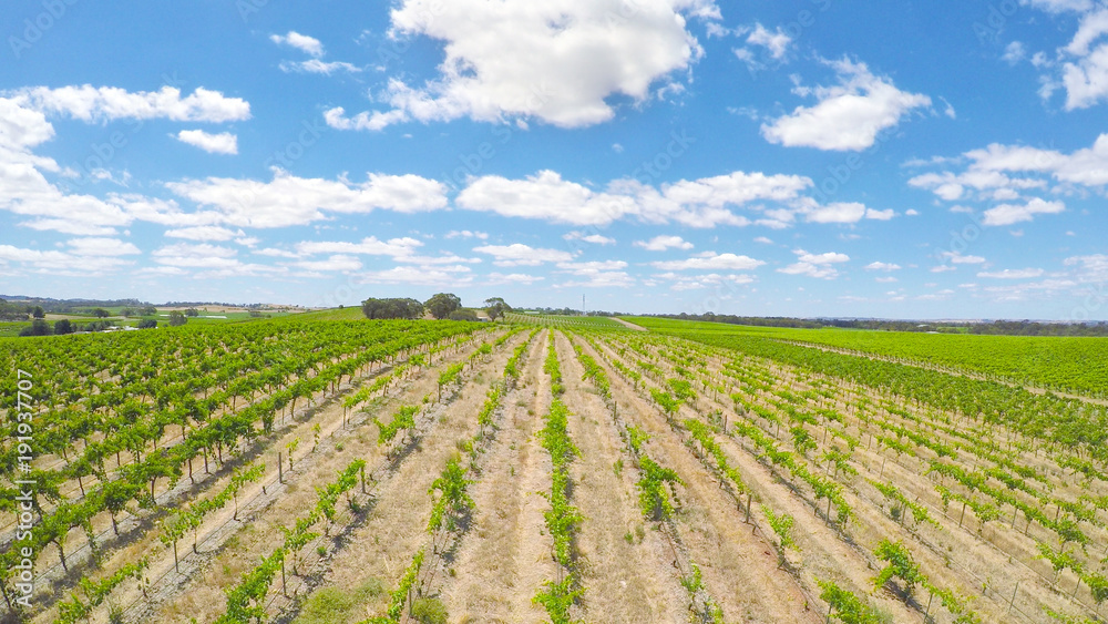 Drone aerial of the Barossa Valley, major wine growing region of South Australia, views of rows of grapevines and scenic landscape. 