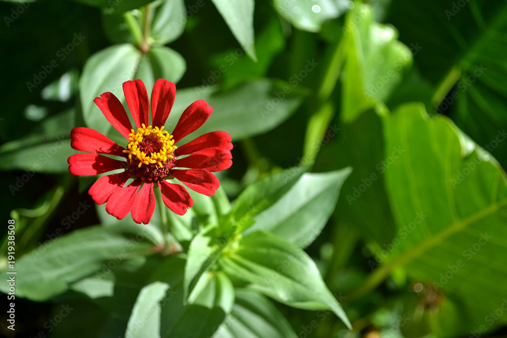 red and yellow flower blooming in the sun red and yellow flower blooming in the sun