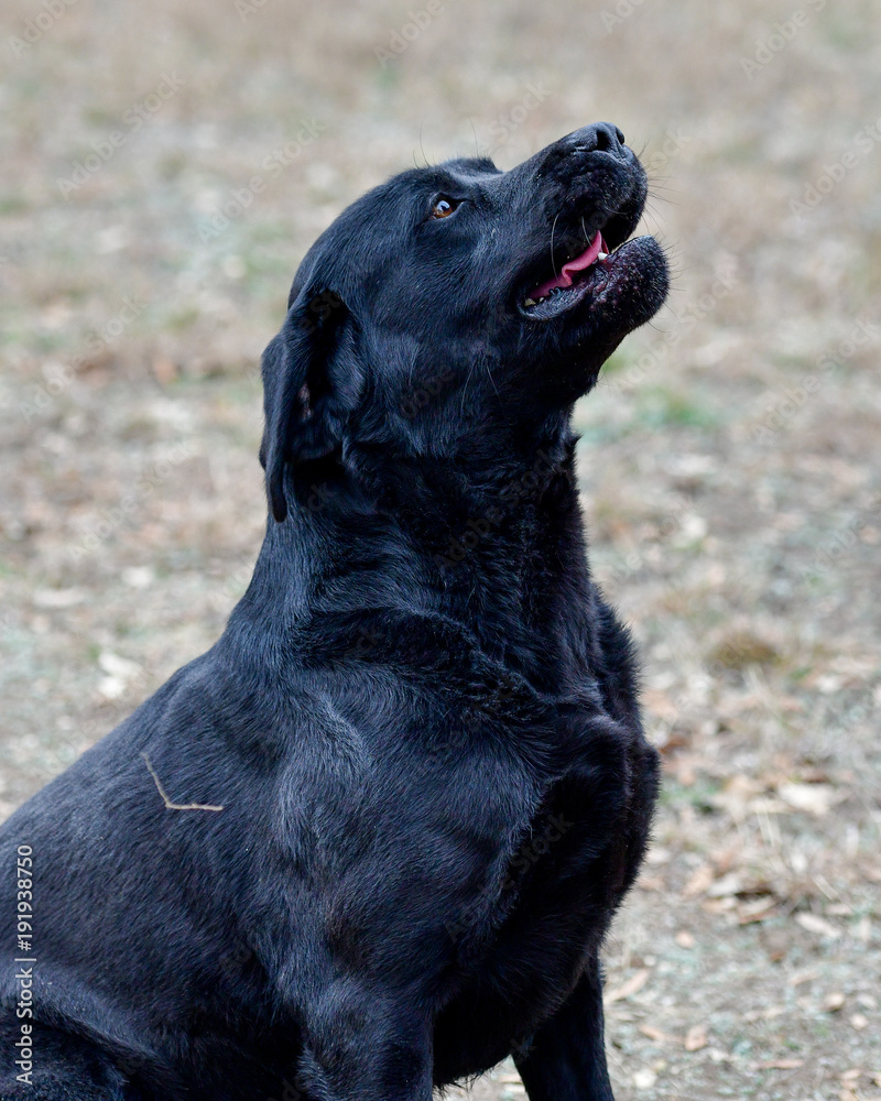 Young Black Labrador Retriever running around the yard Young Black Labrador Retriever running around the yard