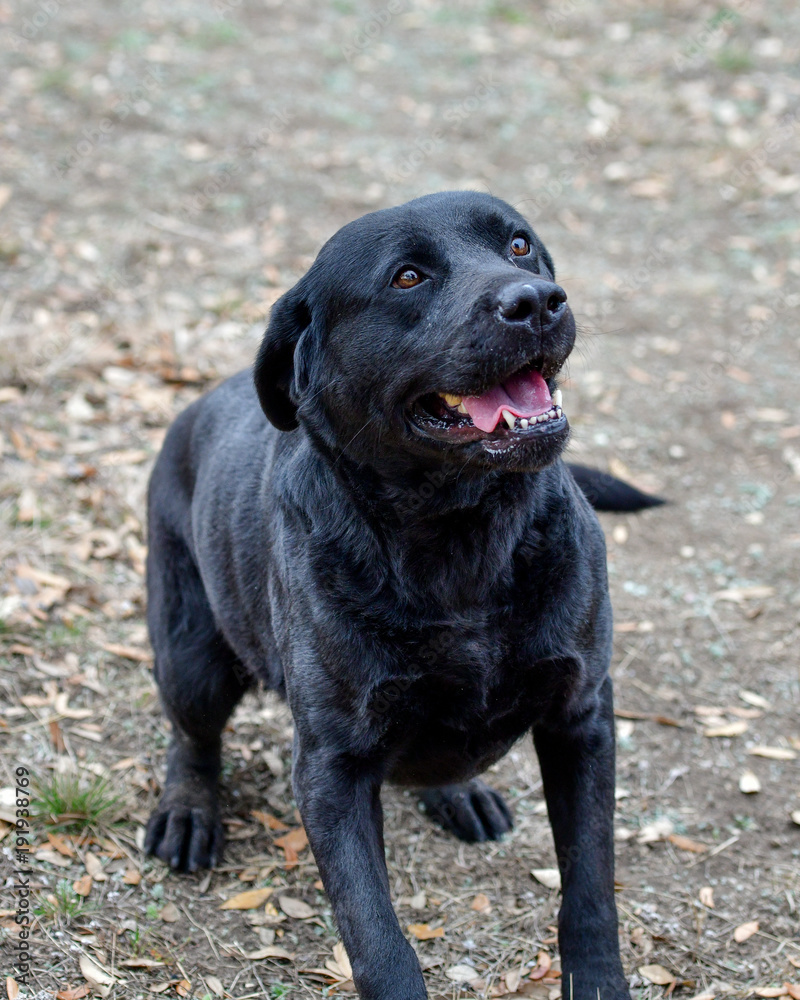Young Black Labrador Retriever running around the yard Young Black Labrador Retriever running around the yard