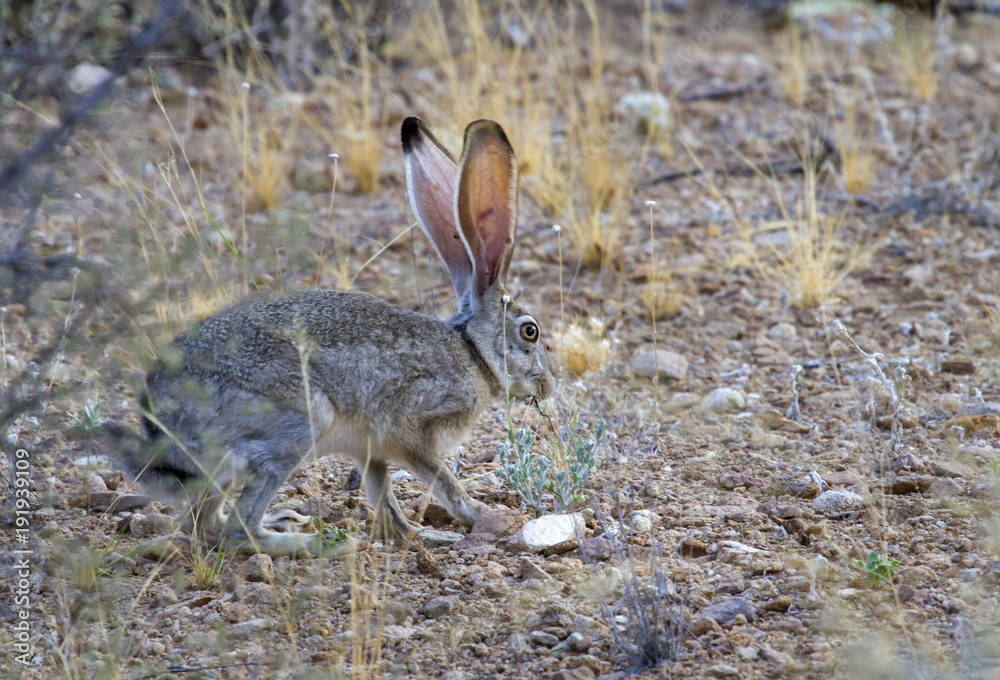 The black-tailed jackrabbit at Big Bend National Park The black-tailed jackrabbit at Big Bend National Park