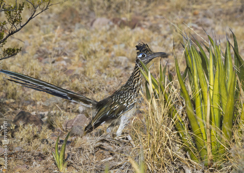 Greater Roadrunner At Big Bend National Park