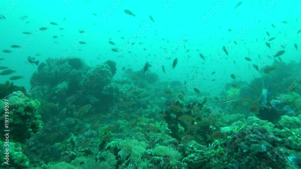 Tropical Fish on Vibrant Coral Reef in undersea Tropical Fish on Vibrant Coral Reef in undersea