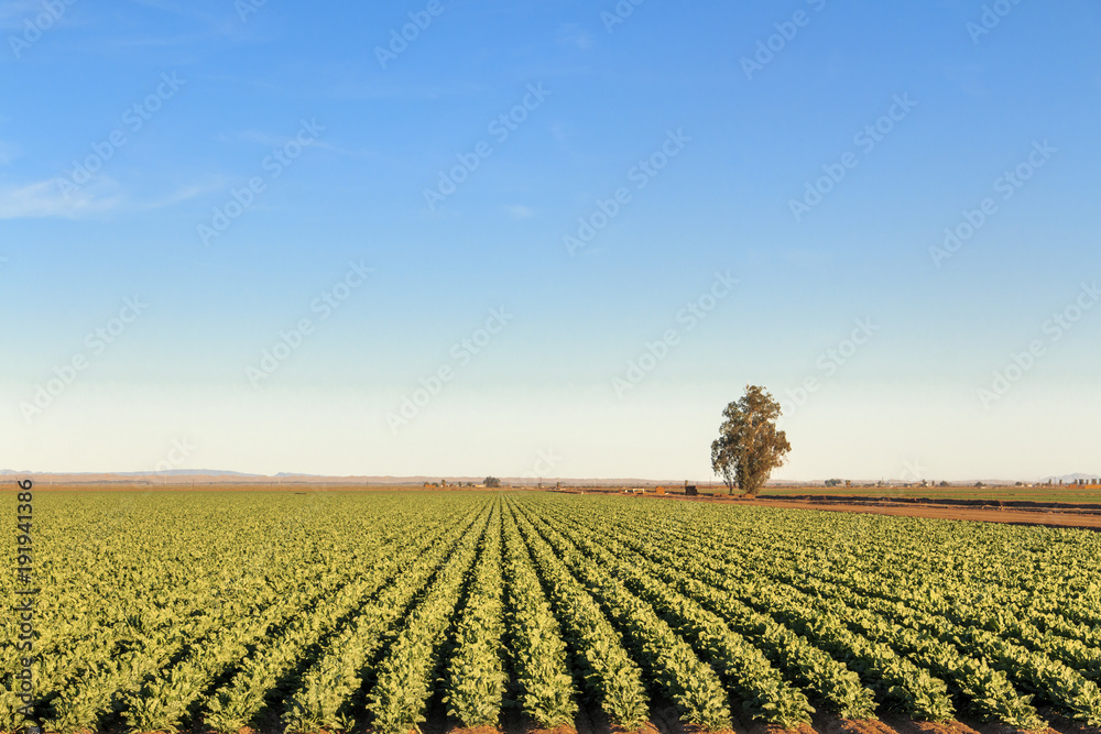 The Imperial Valley of California