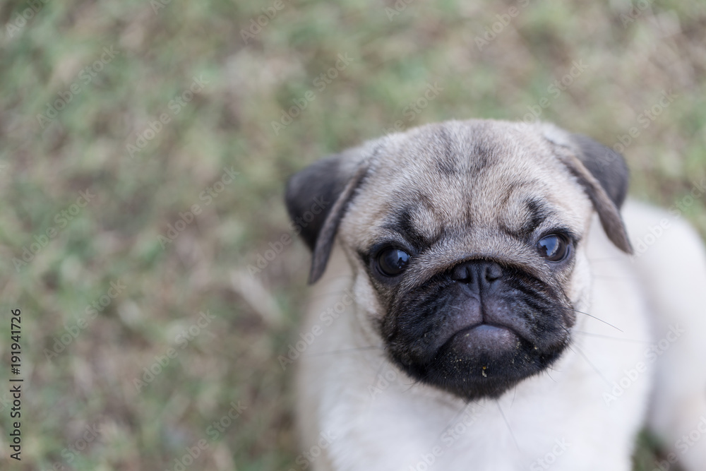pug sitting on green grass and looking something