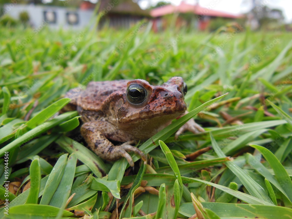 Sapo tranquilamente parado na grama do jardim Sapo tranquilamente parado na grama do jardim