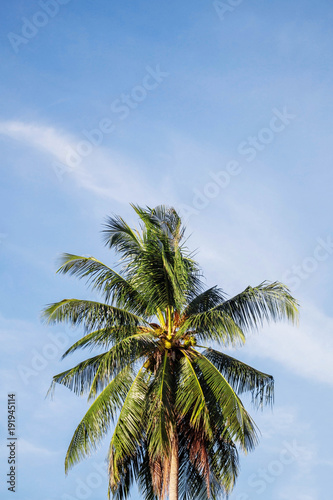 Coconut tree with sky.