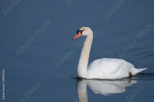 Fototapeta Naklejka Na Ścianę i Meble -  Mute Swan on A Pond 