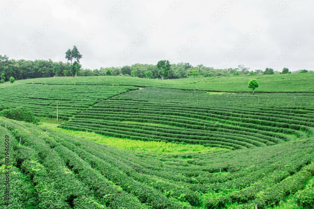 Tea plantation on hill.