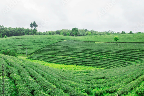 Tea plantation on hill.