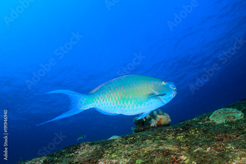 Fototapeta Naklejka Na Ścianę i Meble -  Parrotfish fish