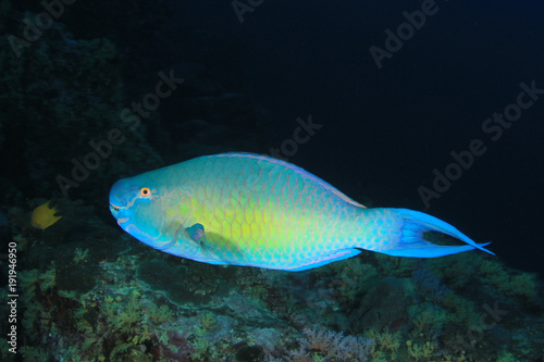 Parrotfish fish