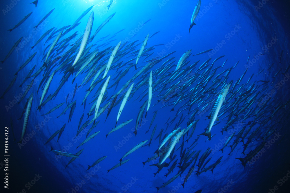 Fototapeta premium Ryba Chevron Barracuda