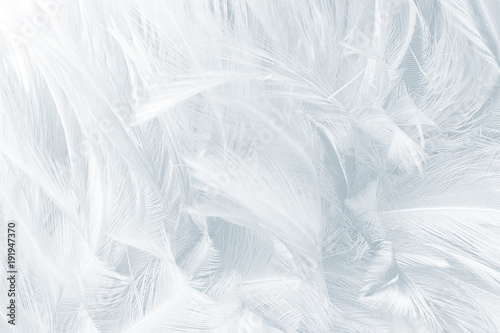 Beautiful Baby blue colors tone feather texture background © nadtytok28