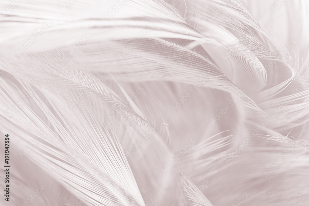 Beautiful white-brown feather texture background Beautiful white-brown feather texture background