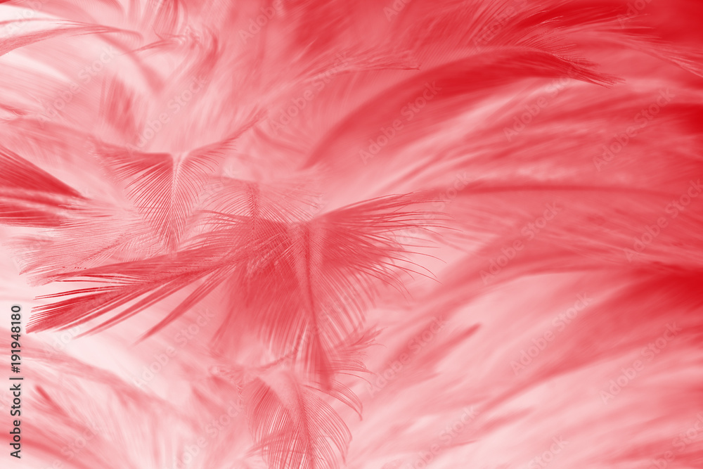 Fototapeta Piękny czerwieni piórka wzoru tekstury tło