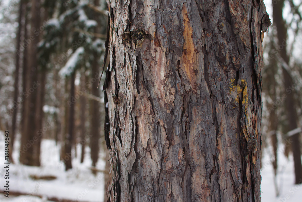 Fototapeta premium red pine bark