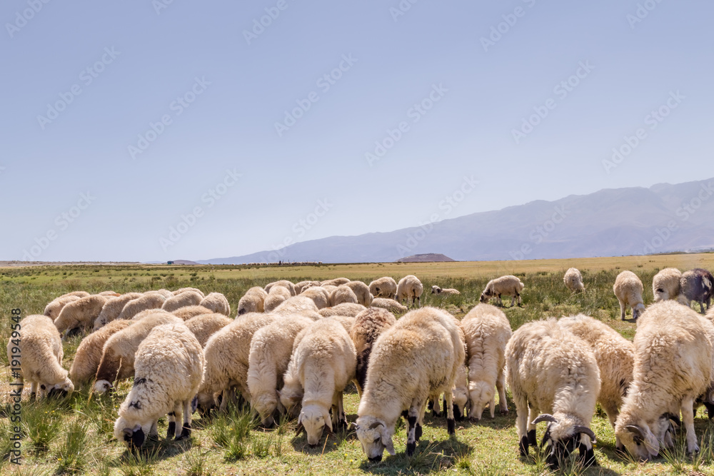 Flock of sheep grazing in meadow with mountains Flock of sheep grazing in meadow with mountains