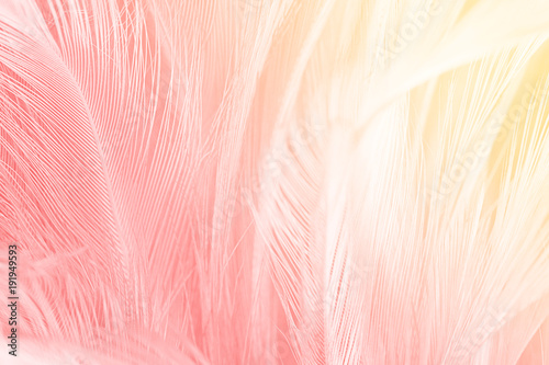Fototapeta piękny moda niebo flamingo miłość