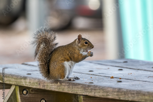 Squirrel eating granola