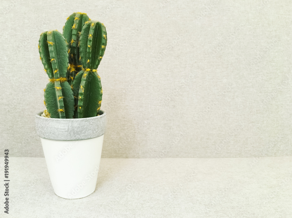 Artificial cactus in white pot