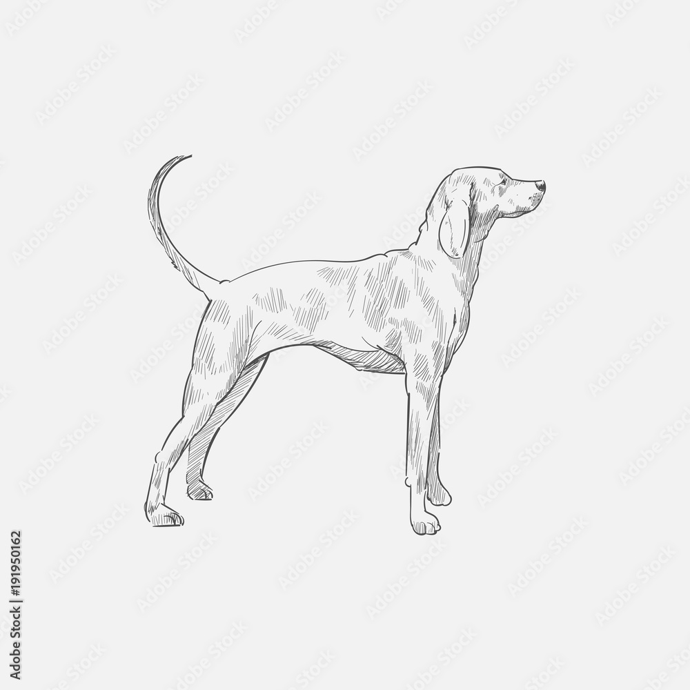 Fototapeta premium Illustration of dog
