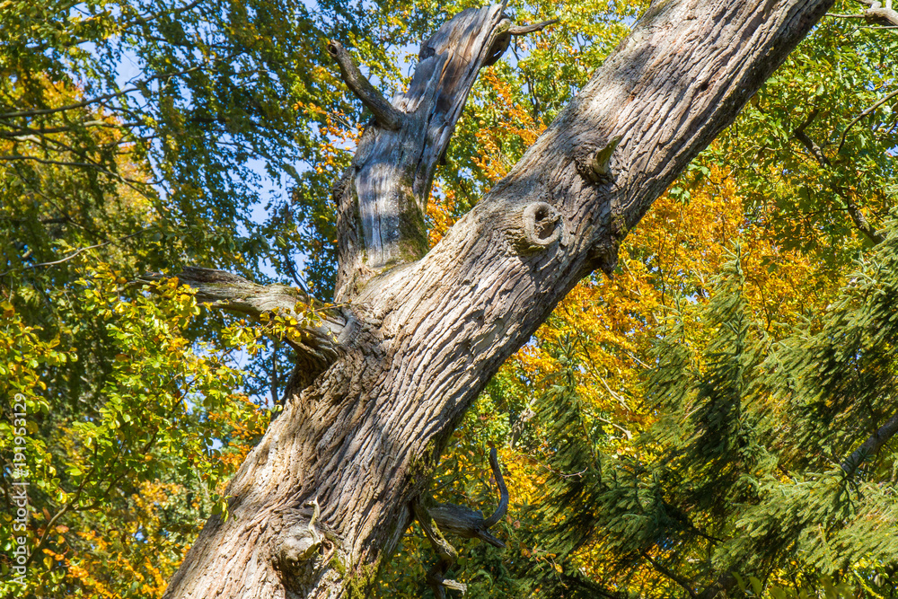 alter Baum Laubfärbung im Herbst alter Baum Laubfärbung im Herbst