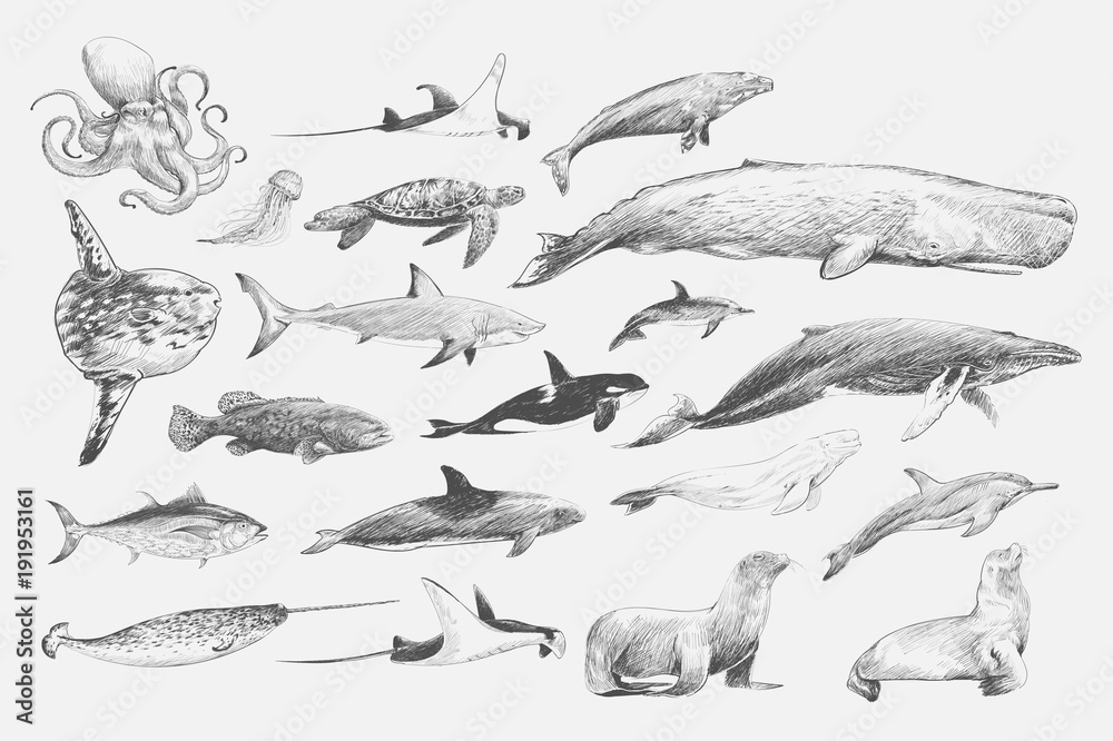 Naklejka premium Illustration drawing style of marine life collection