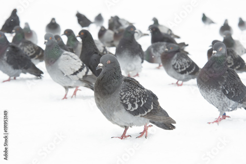 homing pigeons © Perytskyy