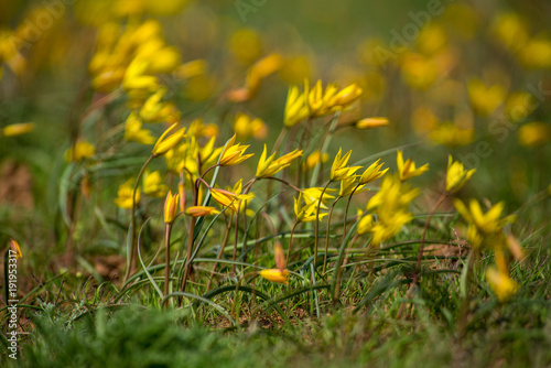 Wild tulip Tulipa biebersteiniana in spring steppe photo