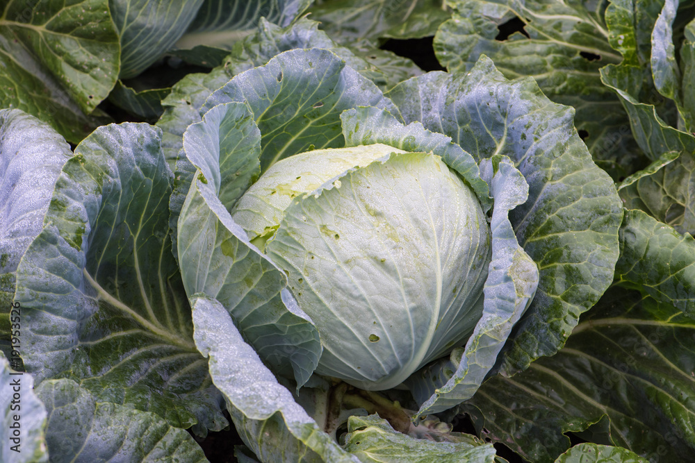 Fototapeta premium Капуста белокочанная Brassica oleracea Cabbage