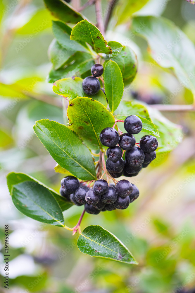 Черноплодная рябина Aronia melanocarpa black chokeberry Черноплодная рябина Aronia melanocarpa black chokeberry