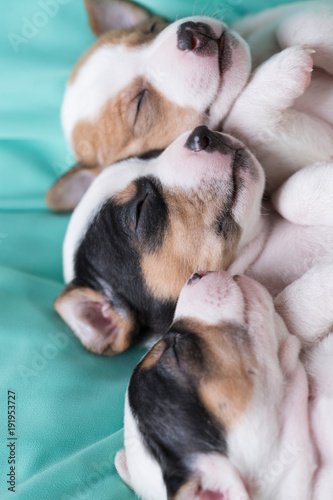 Fototapeta Naklejka Na Ścianę i Meble -  Jack Russell puppies