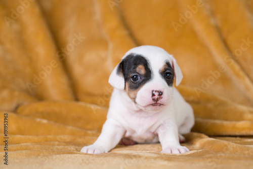 Fototapeta Naklejka Na Ścianę i Meble -  Jack Russell puppy