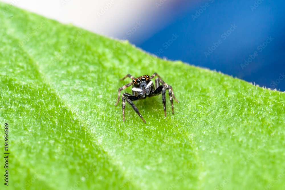 Fototapeta premium Jumping spider on leaf
