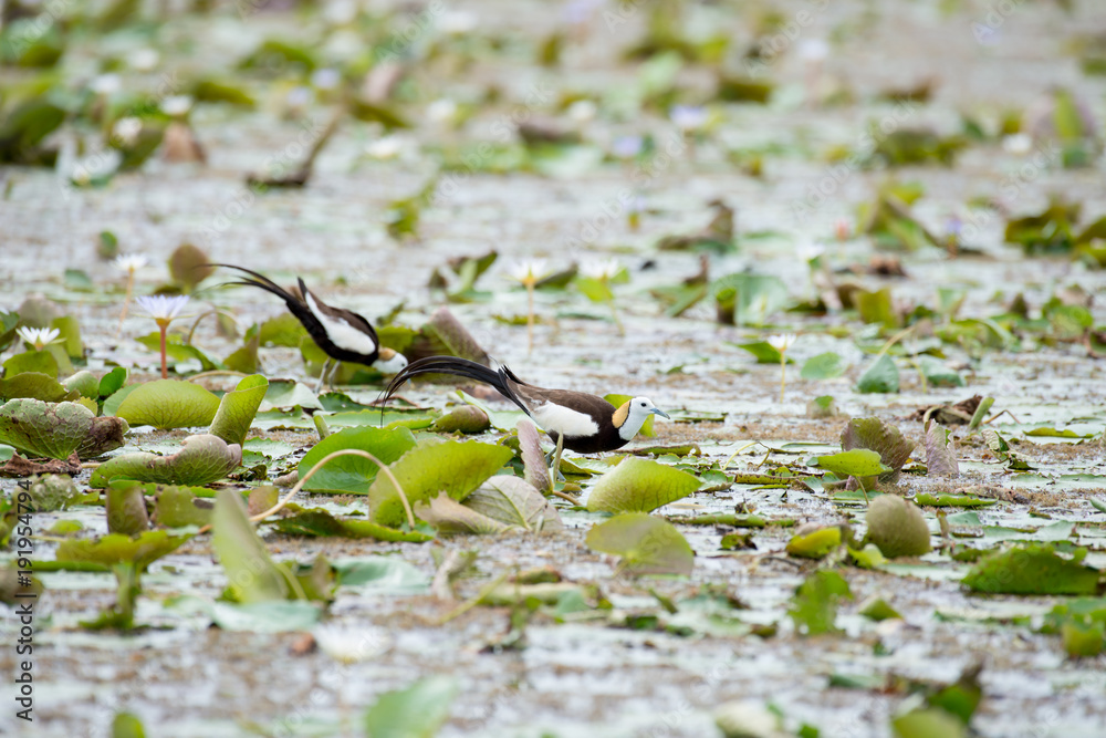 Pheasant-tailed Jacana is the most beautiful waterbird with long tail lived, walk on floating vegetation in shallow lakes