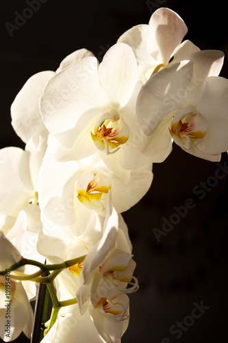 White Orchid on a dark background. Close-up. Selective focus.