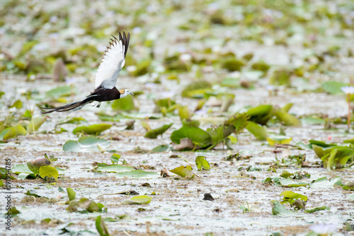 Pheasant-tailed Jacana is the most beautiful waterbird with long tail lived, walk on floating vegetation in shallow lakes photo