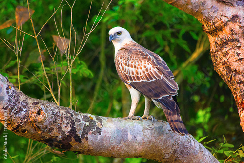 Changeable Hawk Eagle Juv, Nisaetus cirrhatus, Dudhwa Tiger Reserve, Uttar Pradesh photo