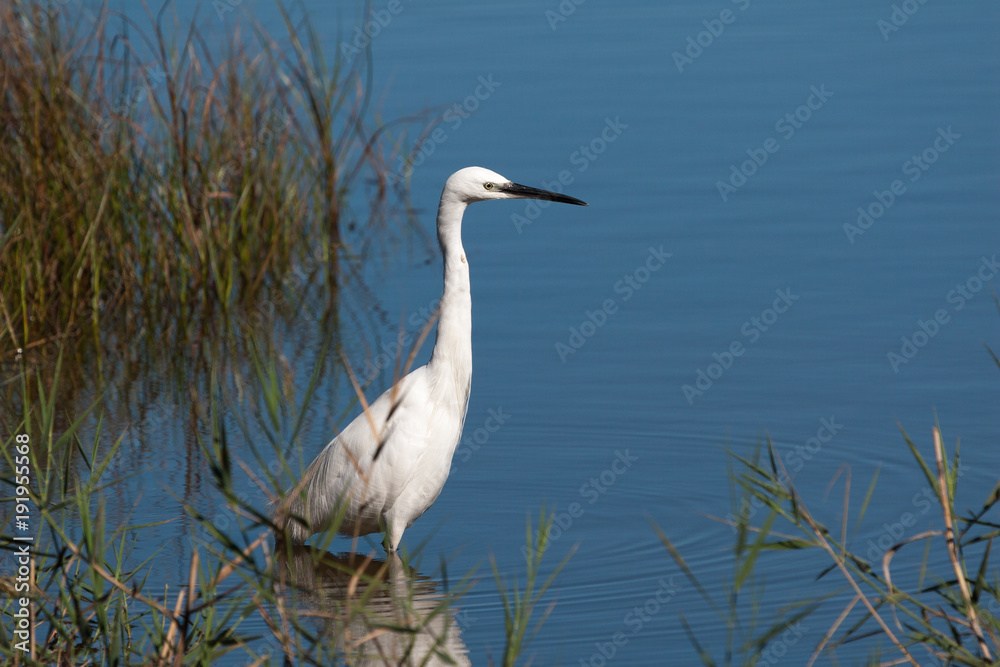 Obraz premium Seidenreiher in einem Gewässer vom Naturpark Albufera auf der Urlaubsinsel Mallorca