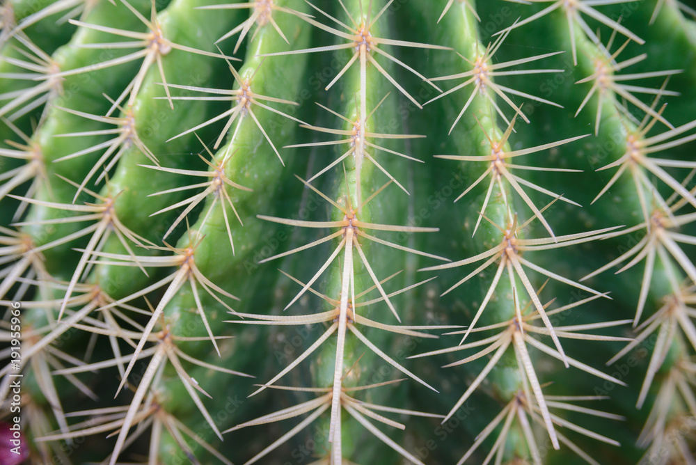 close-up shot on Thorn Echinocactus grusonii Cactus close-up shot on Thorn Echinocactus grusonii Cactus