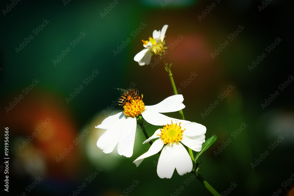 Retro style on small white flower Retro style on small white flower