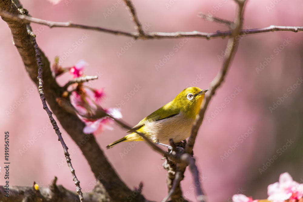 The Japanese White-eye.The foreground is cherry blossoms(Japanese name is Kanzakura). Located in Tokyo Prefecture Japan. The Japanese White-eye.The foreground is cherry blossoms(Japanese name is Kanzakura). Located in Tokyo Prefecture Japan.