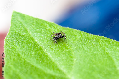 Jumping spider on leaf