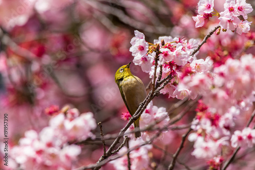 The Japanese White-eye.The foreground is cherry blossoms(Japanese name is Kanzakura). Located in Tokyo Prefecture Japan.