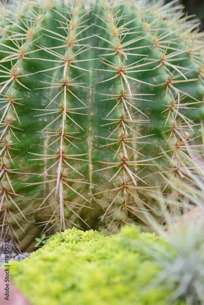 close-up shot on Thorn Echinocactus grusonii Cactus close-up shot on Thorn Echinocactus grusonii Cactus