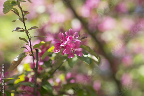 apple tree blossom in the garden