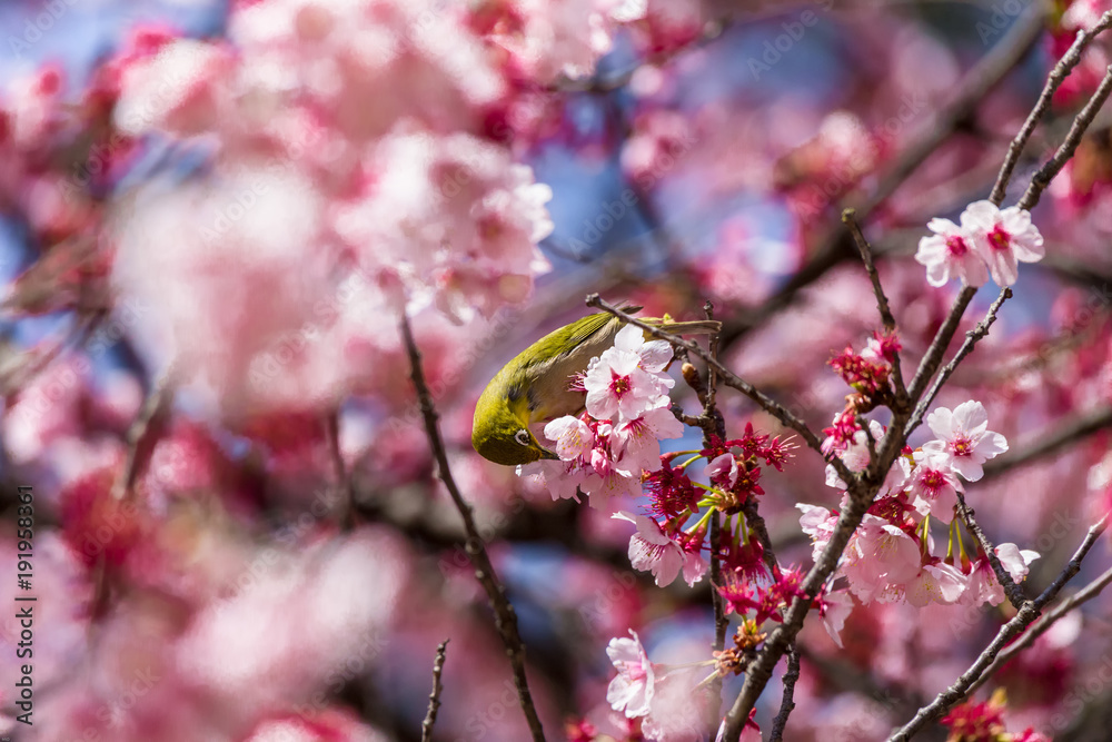 The Japanese White-eye.The background is cherry blossoms(Japanese name is Kanzakura). Located in Tokyo Prefecture Japan. The Japanese White-eye.The background is cherry blossoms(Japanese name is Kanzakura). Located in Tokyo Prefecture Japan.
